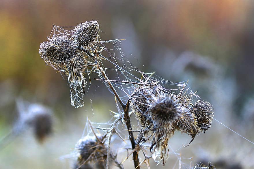Spider Web, Thistles, Plant, Web, Cobweb, Spider Silk, Withered, Wilt, Meadow, Nature