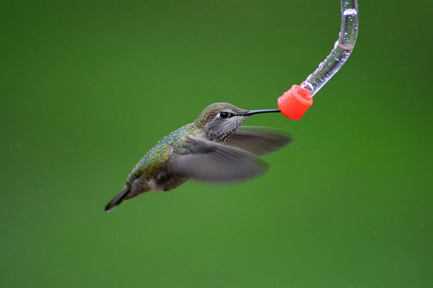 colibrì di Anna, uccello, mangiatoia per uccelli, colibrì, animale, natura, in bilico, volante, Ali, piume, cibo