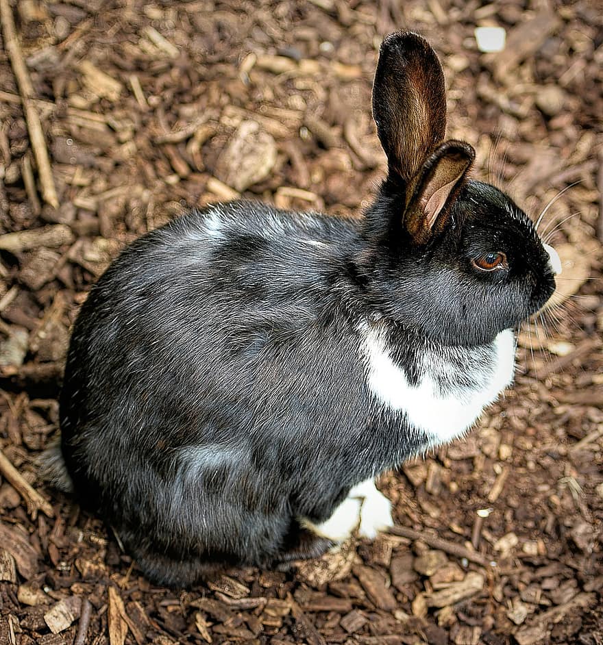 Conejo, conejito, mascota, orejas, animal, linda, mamífero, piel