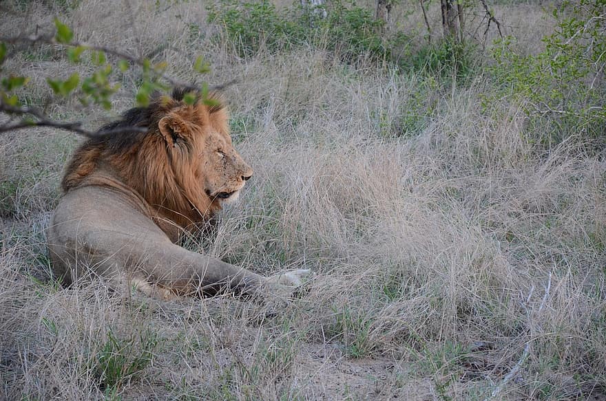sư tử, thú vật, bờm, con mèo, động vật có vú, động vật ăn thịt, động vật hoang dã, safari, đồng cỏ, cỏ, Thiên nhiên