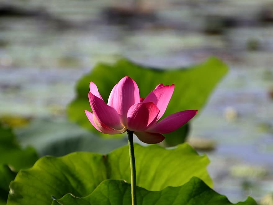 lotus, blomst, Lotus blomst, lyserød blomst, kronblade, pink kronblade, flor, blomstre, vandplante, flora, blad