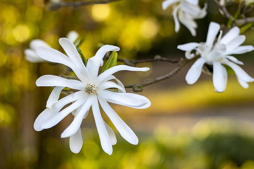 bintang magnolia, bunga, musim semi, magnolia, bunga putih, kelopak, berkembang, cabang, pohon, alam, bokeh