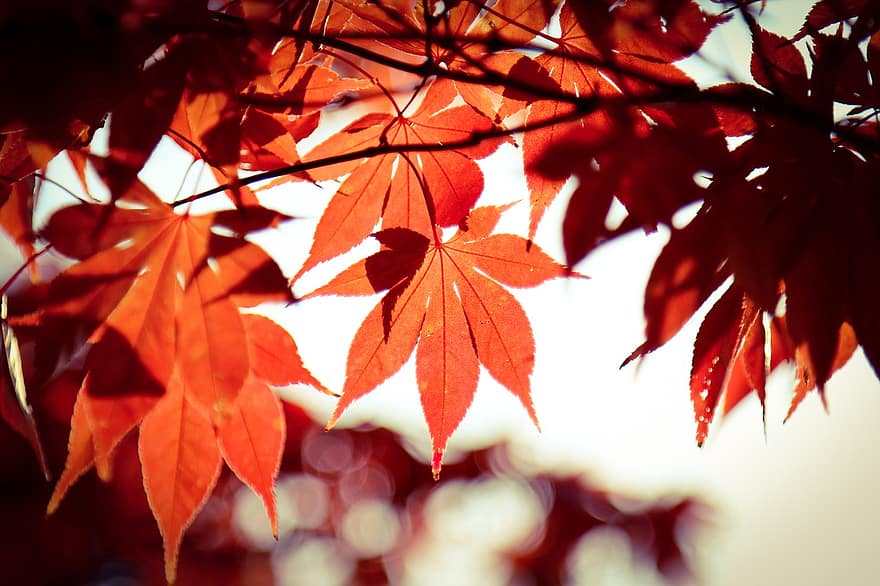 hojas de otoño, hoja de arce, arce, follaje de otoño, otoño, madera, naturaleza, plantas, pétalo, paisaje, jardines de flores