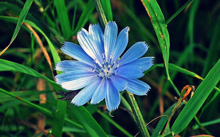 Chicoree, Blume, Pflanze, Cichorium, blaue Blume, Blütenblätter, blühen, Gras, Heuschrecke, Insekt, Natur