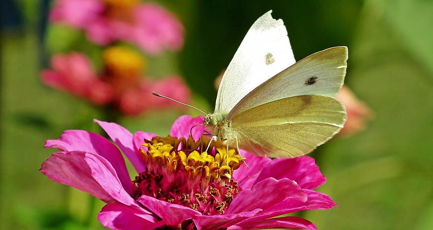 fjäril, zinnia, pollinering, insekt, rosa blomma, natur, närbild, blomma, multi färgad, sommar, grön färg