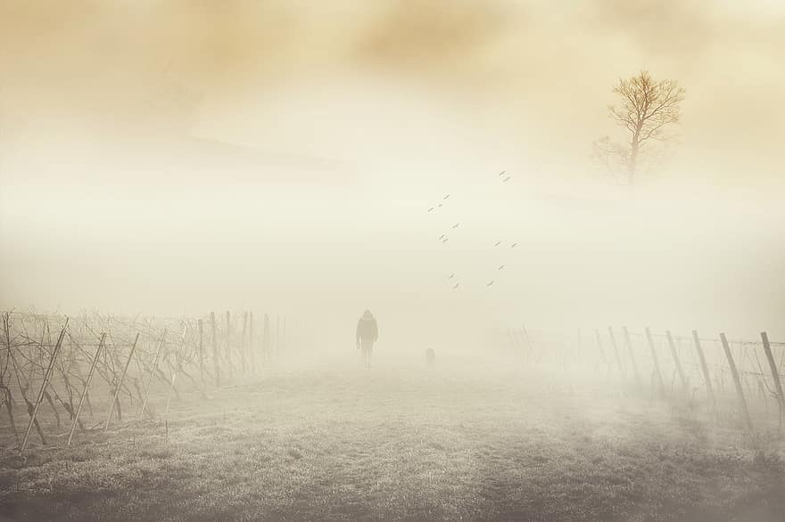 ομίχλη, πεδίο, άνδρας, μονοπάτι, δέντρα, φθινόπωρο, θεαματικός