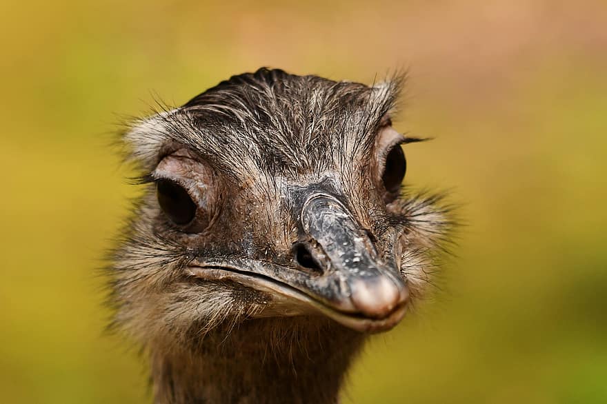 Ostrich, Bird, Animal, Head