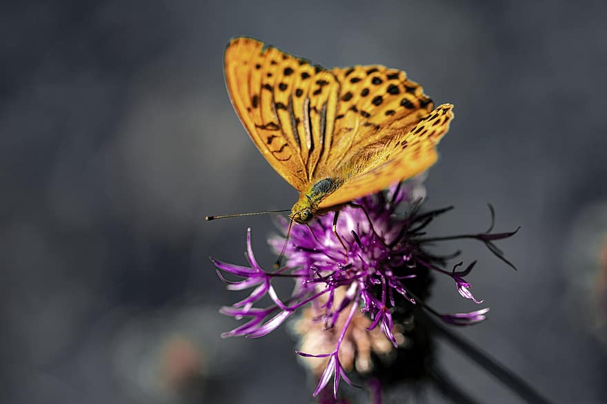 пеперуда, насекомо, крило, животно, природа, дивата природа, многоцветни, чупливост