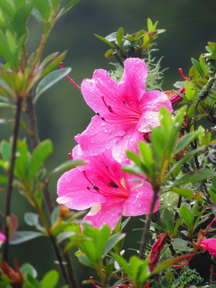 цветок, Юшан Азалия, дю 鵑 цветы, полевые цветы, розовый красный, цветы, натуральный