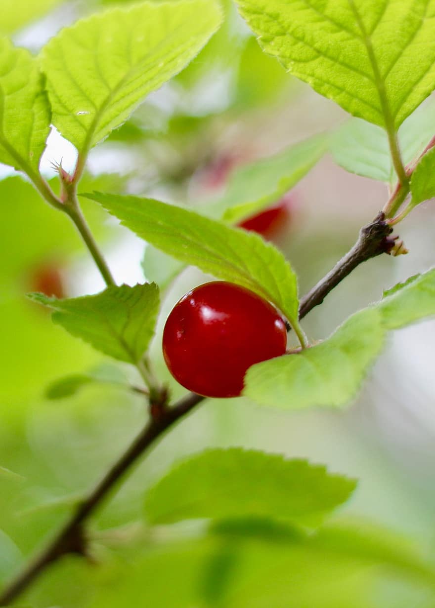 Cherry, Fruit, Tree, Plant, Leaves, Food, Healthy, Nutrition, Vitamins, Organic, Nature
