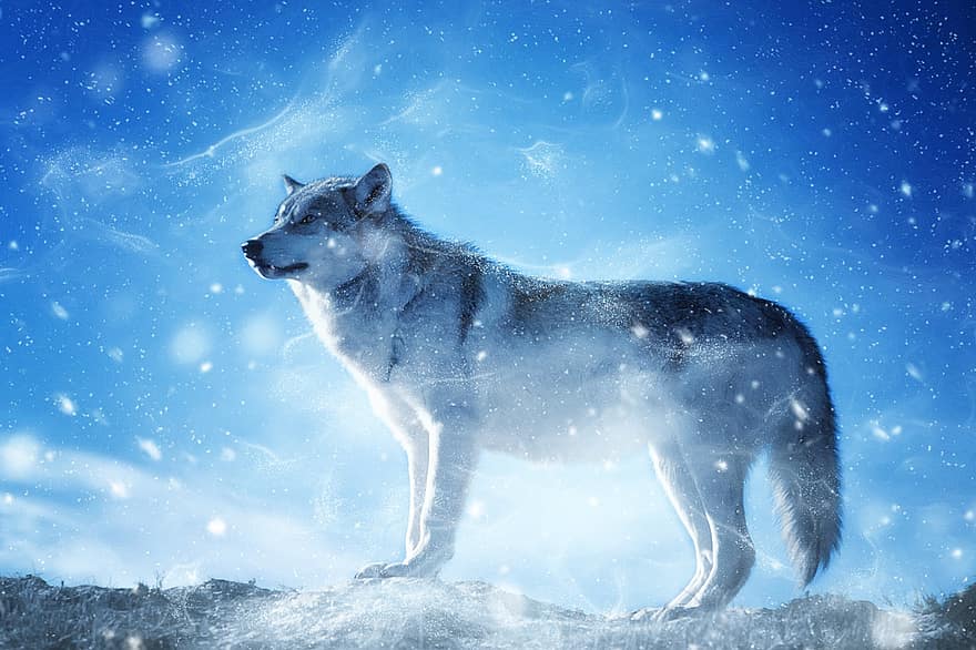 zvíře, vlk, sníh, umění, vinobraní, zimní, Příroda, dravec, dekorativní, modrá zvířata, modré umění