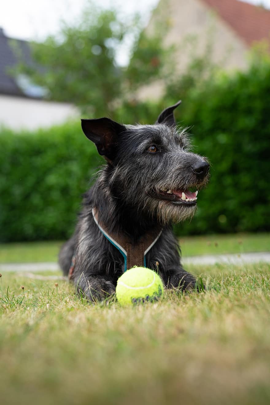 hund, boll, spela, trädgård, bakgård, lekfull, leksak, tennis boll, apport, gräs