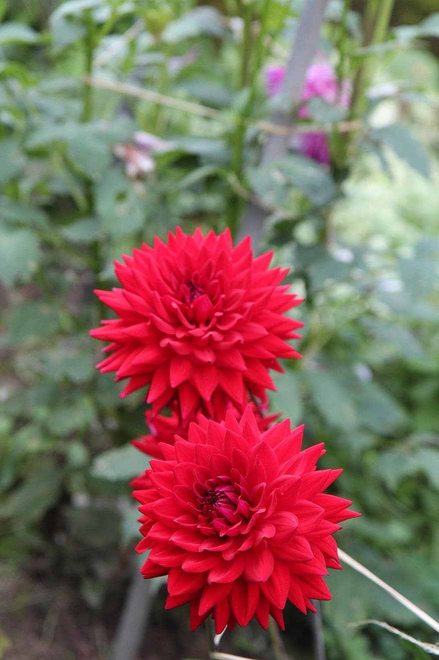 मेक्सिको का रंगीन फूलों का बड़ा पौधा, लाल फूल, लाल डाहलिया, प्रकृति, क्लोज़ अप, पौधा, फूल, लीफ, गर्मी, पत्ती, फूल सिर