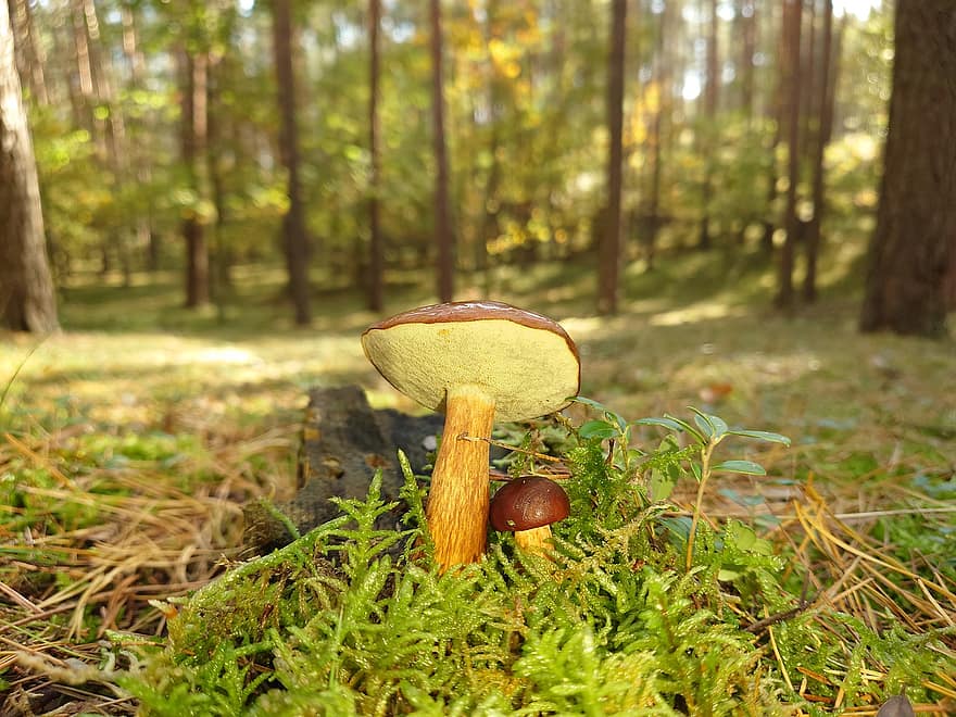 cogumelo, fungo, crescimento, floresta, natureza, bolete