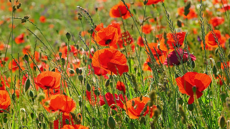 Field Of Poppies, Nature, Klatschmohn, Poppy, Poppy Flower, Mohngewaechs, Landscape, Flowers, Meadow, Red, Poppies