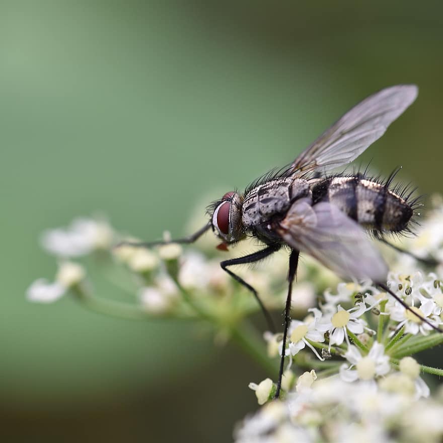 kukaiņi, lidot, raksturs, dārzs, spārni, acis, zieds, makro fotogrāfija