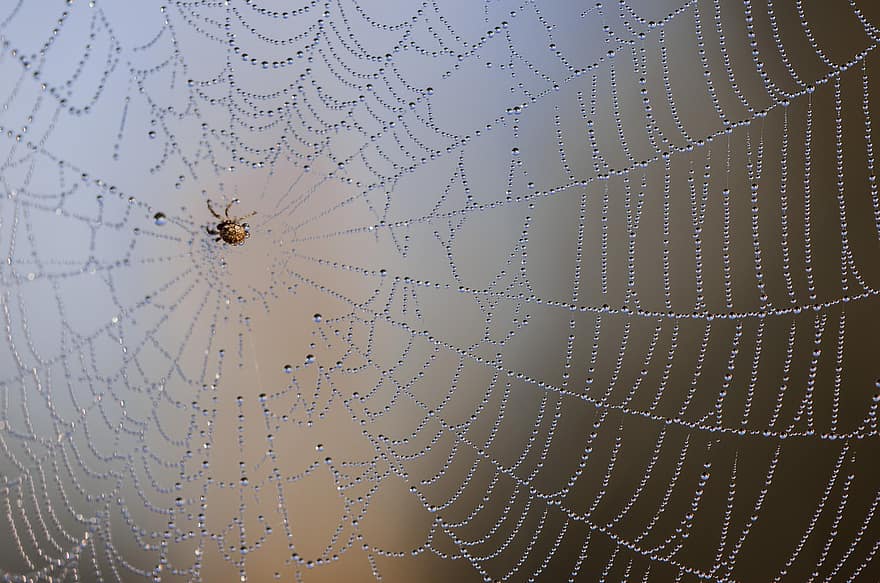 павук, павутиння, павутина, павук шовковий, павукоподібні