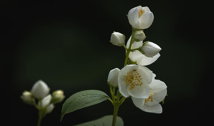 Jasmine, Flowers, Plant, Buds, White Flowers, Blossoms, Shrub, Nature, close-up, flower, leaf