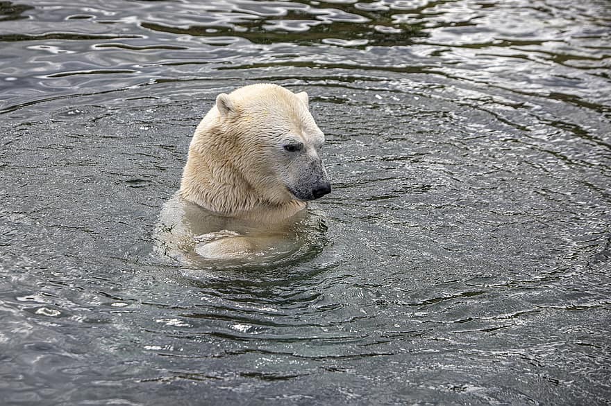 Polar Bear, Bear, Animal, Predator, Water, Swimming, Wildlife, Carnivore, Nature, Antarctica, Endangered Species