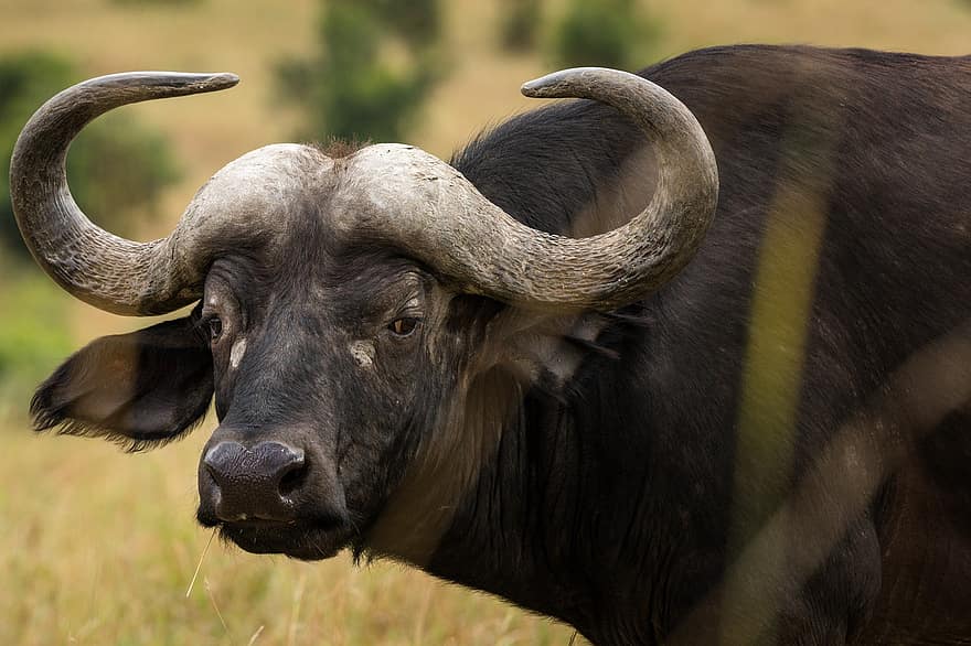 vannbøffel, dyr, eng, afrikansk buffalo, cape buffalo, horn, pattedyr, dyreliv, villmark, natur, safari
