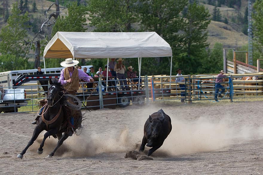 rodeo, Kanada, kaubojus, bulius, veiksmų, energijos, arklys