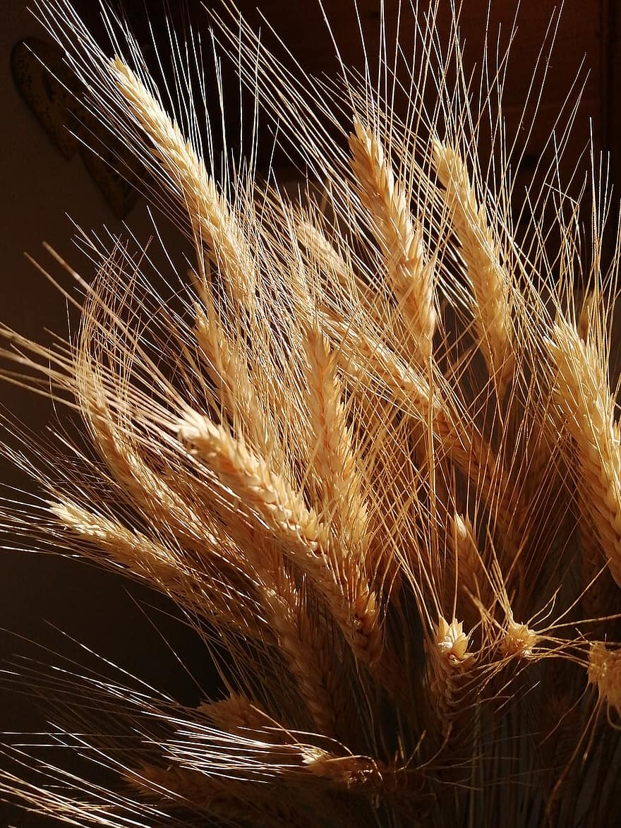 Barley, Cereals, Field, Ear, Autumn