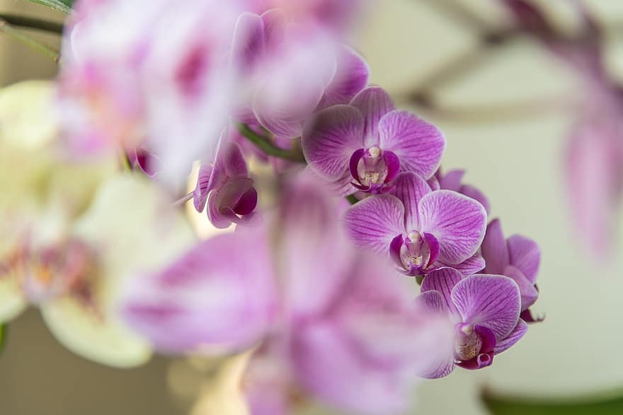 Orchideen, Blumen, lila Orchideen, lilane Blumen, Blütenblätter, lila Blütenblätter, blühen, Flora, Blumenzucht, Gartenbau, Botanik