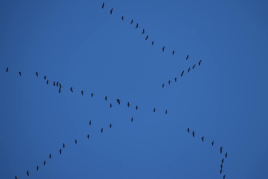 птици, кранове, летене, миграция на птици