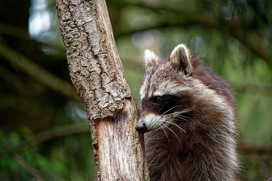 Raccoon, Animal, Wildlife, Nature, Zoo, Close Up, Mammal, animals in the wild, forest, cute, close-up