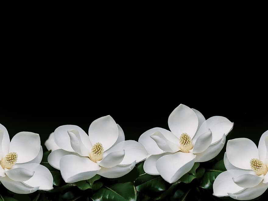 magnolia, blommor, växt, vita blommor, kronblad, blomma, löv, dekorativ, närbild