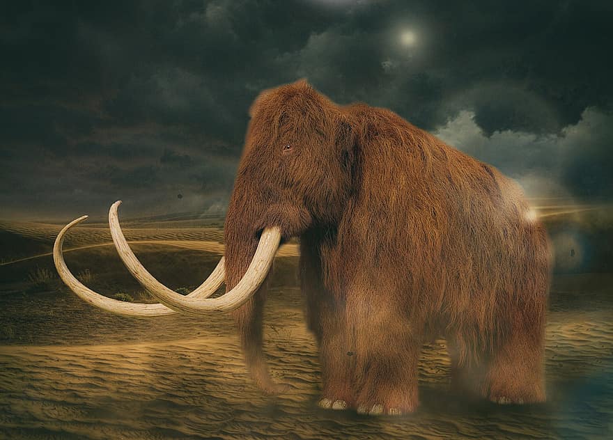 mamut-, agyarak, vastagbőrű, kihalt, őstörténet, dinoszaurusz, vad, vadon, elefánt, állat, gyapjú haj