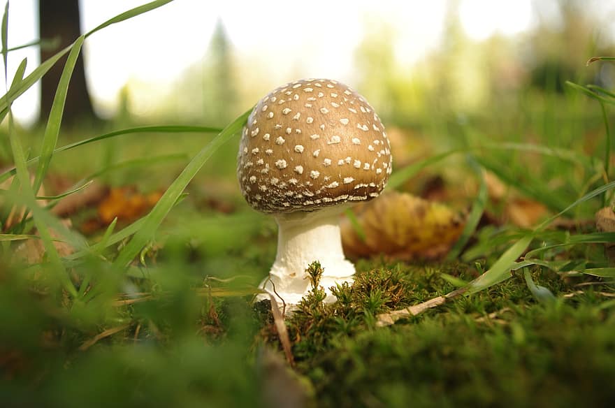 гриб, грибок, деревянный пол, природа