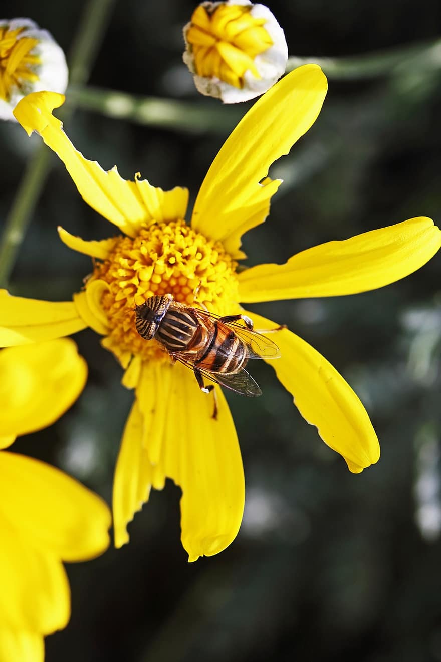Latający dronem z opaskami, owad, kwiat, stokrotka, mucha bezzałogowa, unosić się w powietrzu, kwiat mucha, syrphid mucha, zapylanie, żółty kwiat, roślina