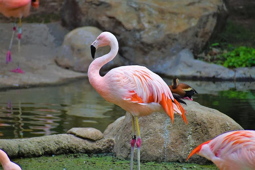 flamingo, dyr, wading fugl, vand fugl, vandfugl, dyreliv, fjerdragt, natur, fugle, flod, sø