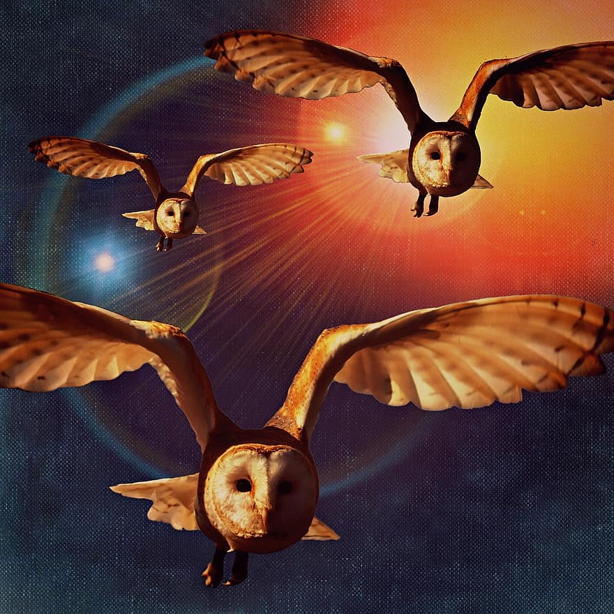 フクロウ、飛行、翼、空、動物の世界、動物、自然