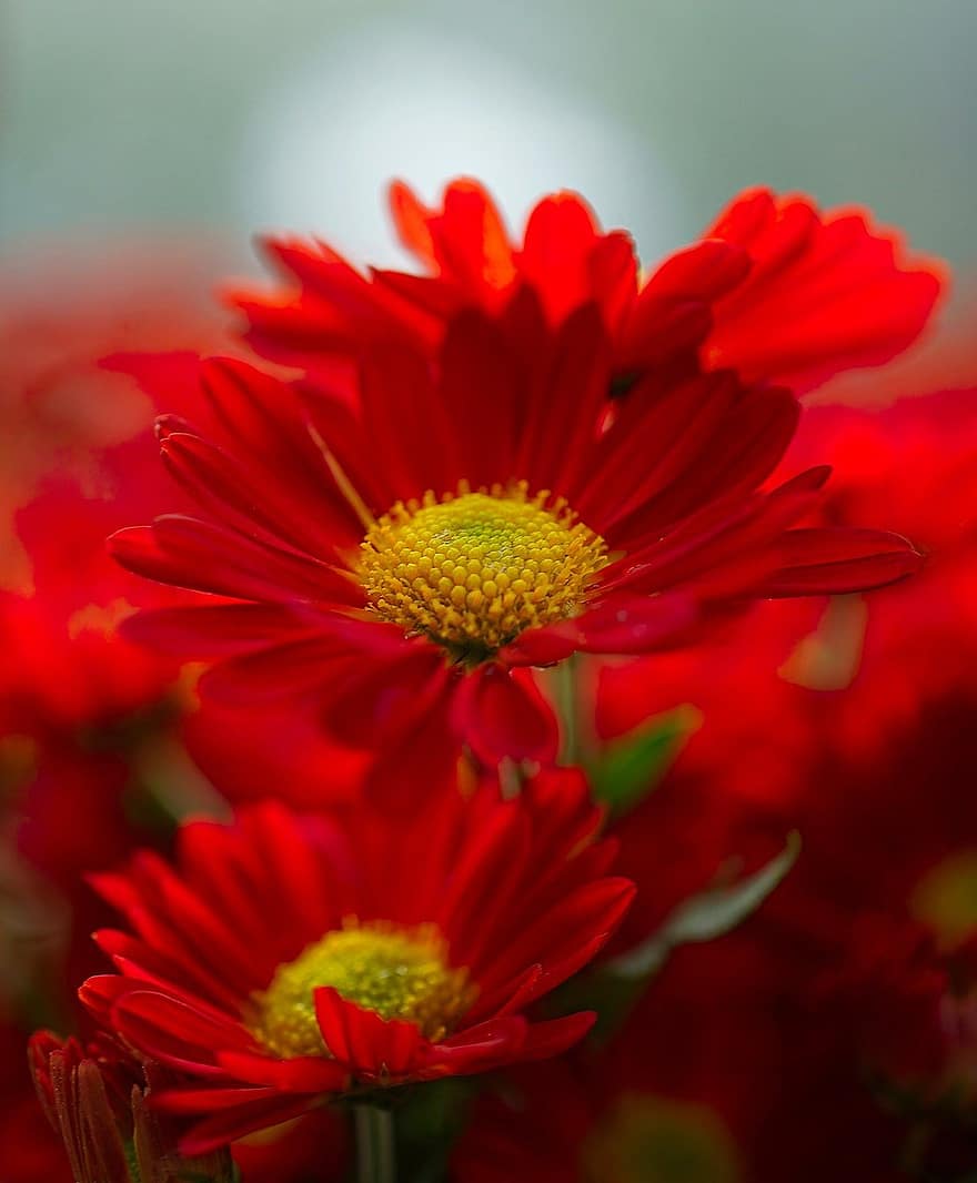 raudonųjų ramunėlių, saulėgrąžos, raudonos gėlės
