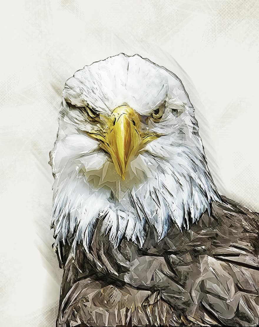 águila, pájaro, naturaleza, pico, depredador, símbolo, dom, ala, cazador, plumas, fauna silvestre
