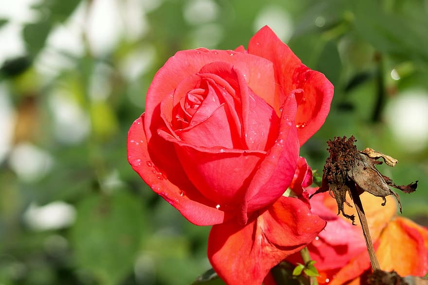 rosa, flor, planta, Rosa vermella, florir, planta ornamental, flora, naturalesa, jardí