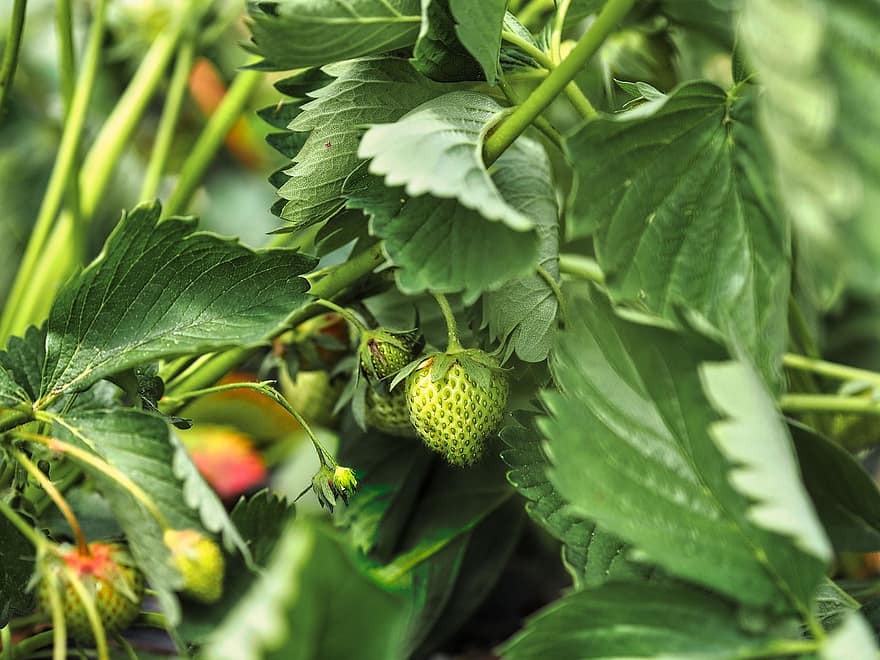 Fruit, Strawberries, Unripe Strawberries, Immature, Summer, Harvest, Fructose, Pectins, Food, Cultivation, leaf
