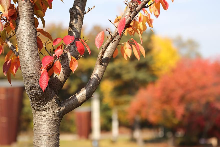 foglie d'autunno, autunno, le foglie, natura, albero, pianta, splendore, foglia, giallo, multicolore, stagione