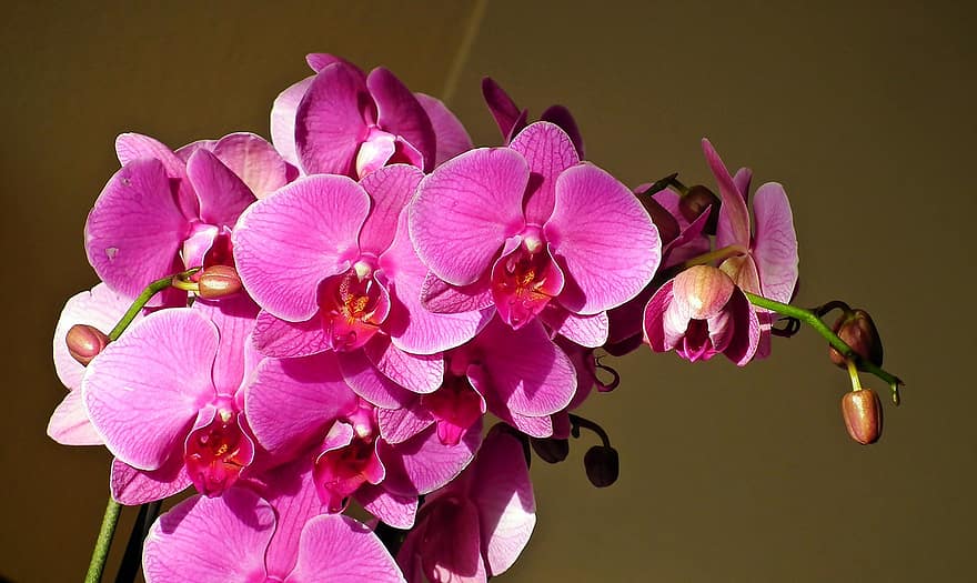 цветы, орхидеи, розовые цветы, лепестки, розовые лепестки, цветение, цвести, растения, природа