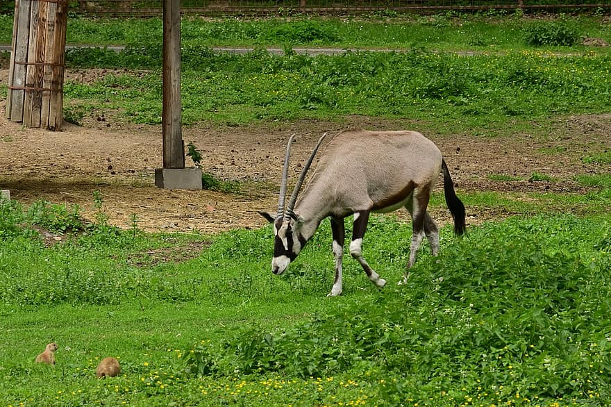 oryx, Afrika, antilope, natur, dyrehage, dyr, gress, gård, eng, landlige scene, beite