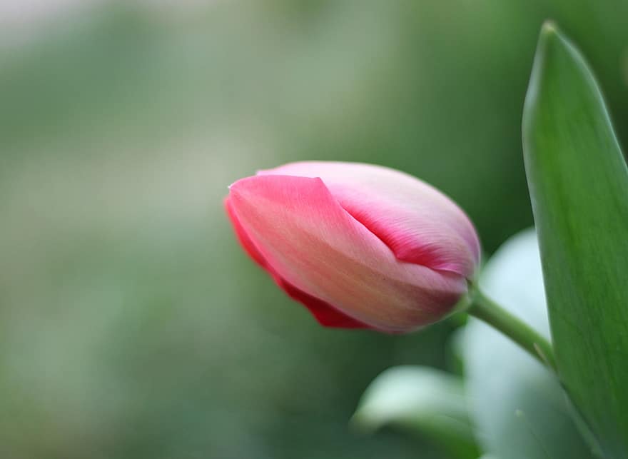 blomst, tulipan, blomstre, vår, bakgrunn, natur, knopp, vekst, anlegg, nærbilde, blomsterhodet