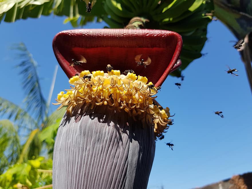 stachellose Bienen, Bananenblüte, Insekten, fliegend, Bienen, Pflanze, Natur