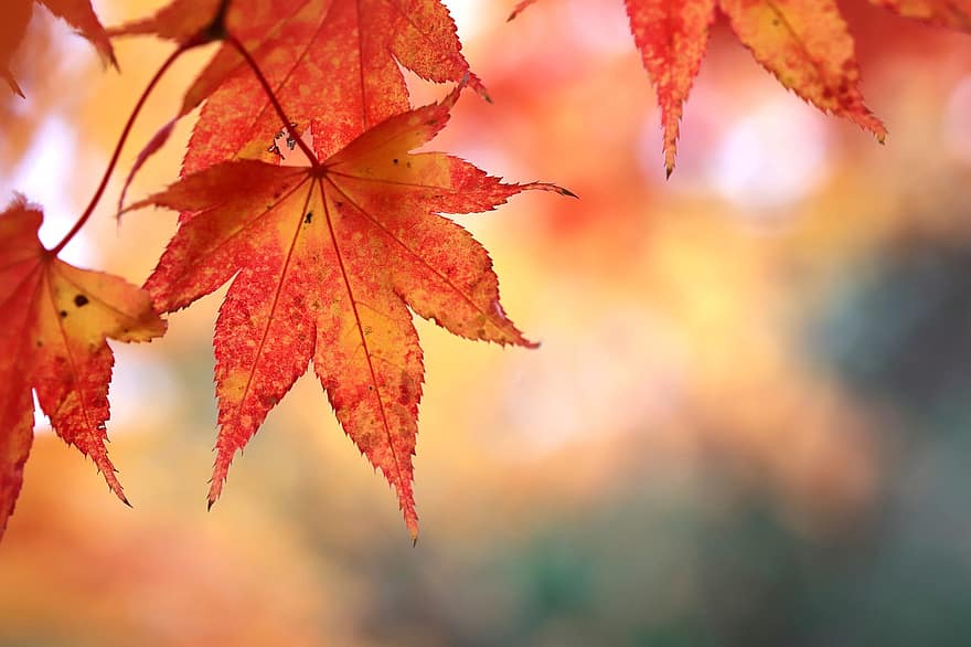 Осенние листья, осень, листья, природа, дерево, завод, пышность, лист, желтый, время года, яркий цвет