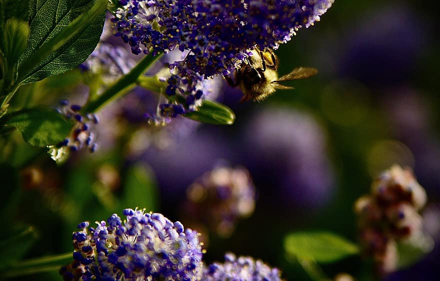 μέλισσα, έντομο, λουλούδια, ζώο, γονιμοποίηση, λεβάντα, φυτό, κήπος, φύση, bokeh, closeup