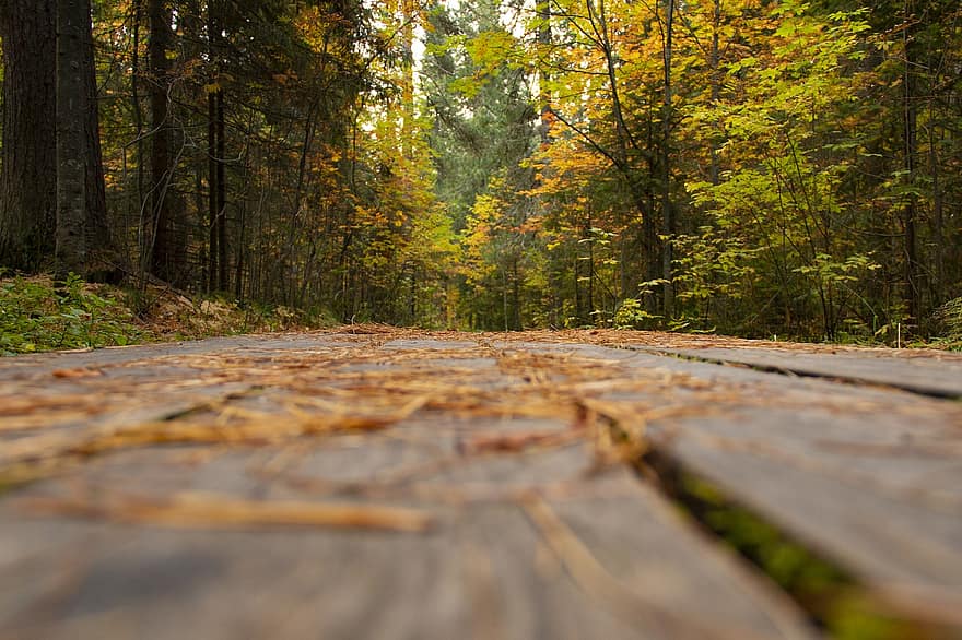 гора, пътека, дъски, есен