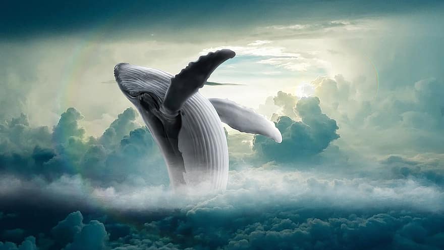 ikan paus, awan, fantasi, Paus bungkuk, mamalia, hewan laut, alam, melompat, laut, samudra, surga