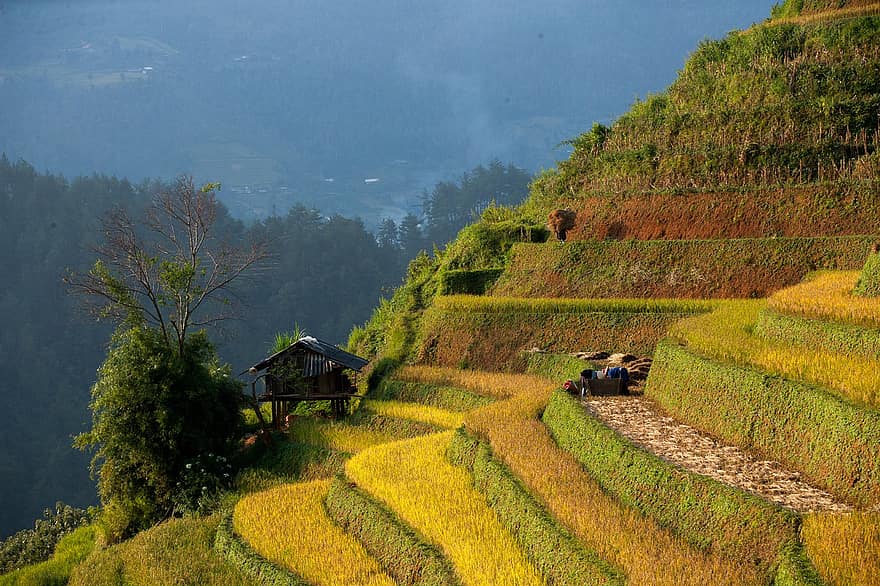 terrasses d’arròs, camps d’arròs, vietnam, muntanyes, agricultura, naturalesa, rural, plantació, mu cang chai, asia