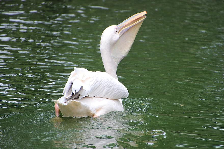 Pelican, Bird, Lake, Water Bird, Aquatic Bird, Animal, Wildlife, Fauna, Wilderness, Nature, Pond
